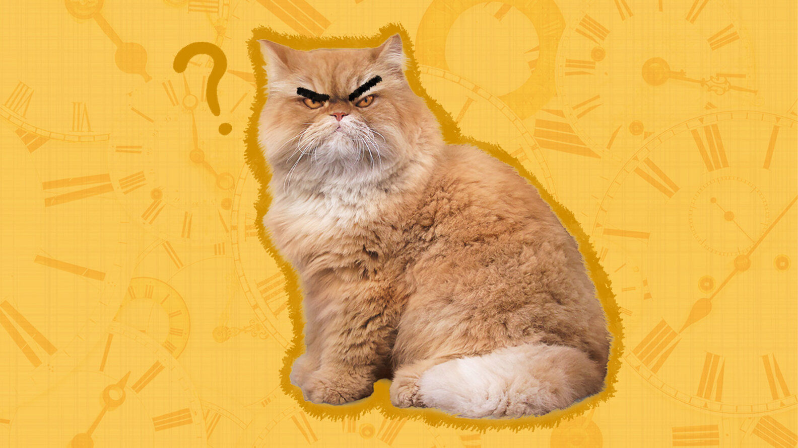 How Long Does A Cat Hold A Grudge? An Expert Explains DodoWell The Dodo