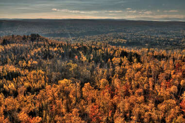 aerial view of vast forest