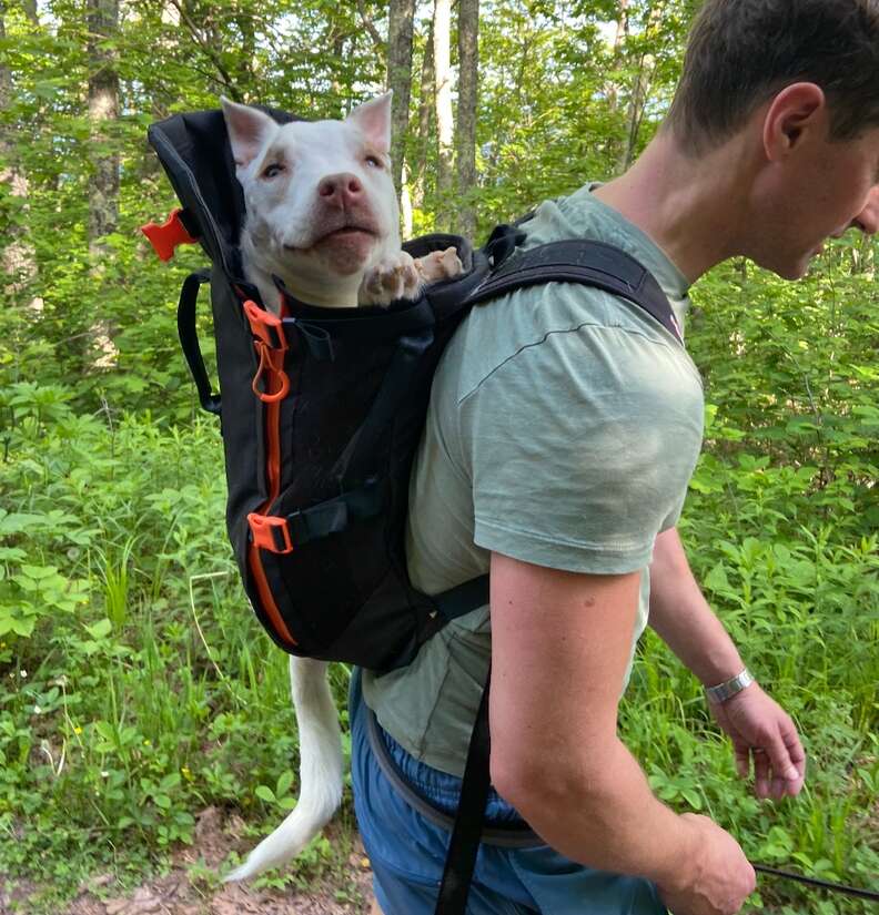Dog in little chonk backpack
