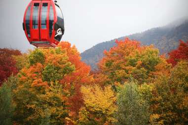 gondola through forest