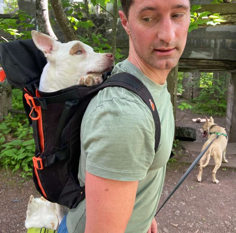 Little Chonk Maxine One Bag Review We Put The Dog Backpack To The