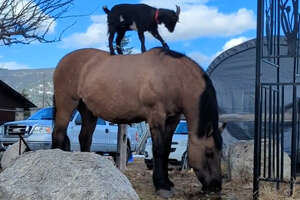 goat on top of a horse