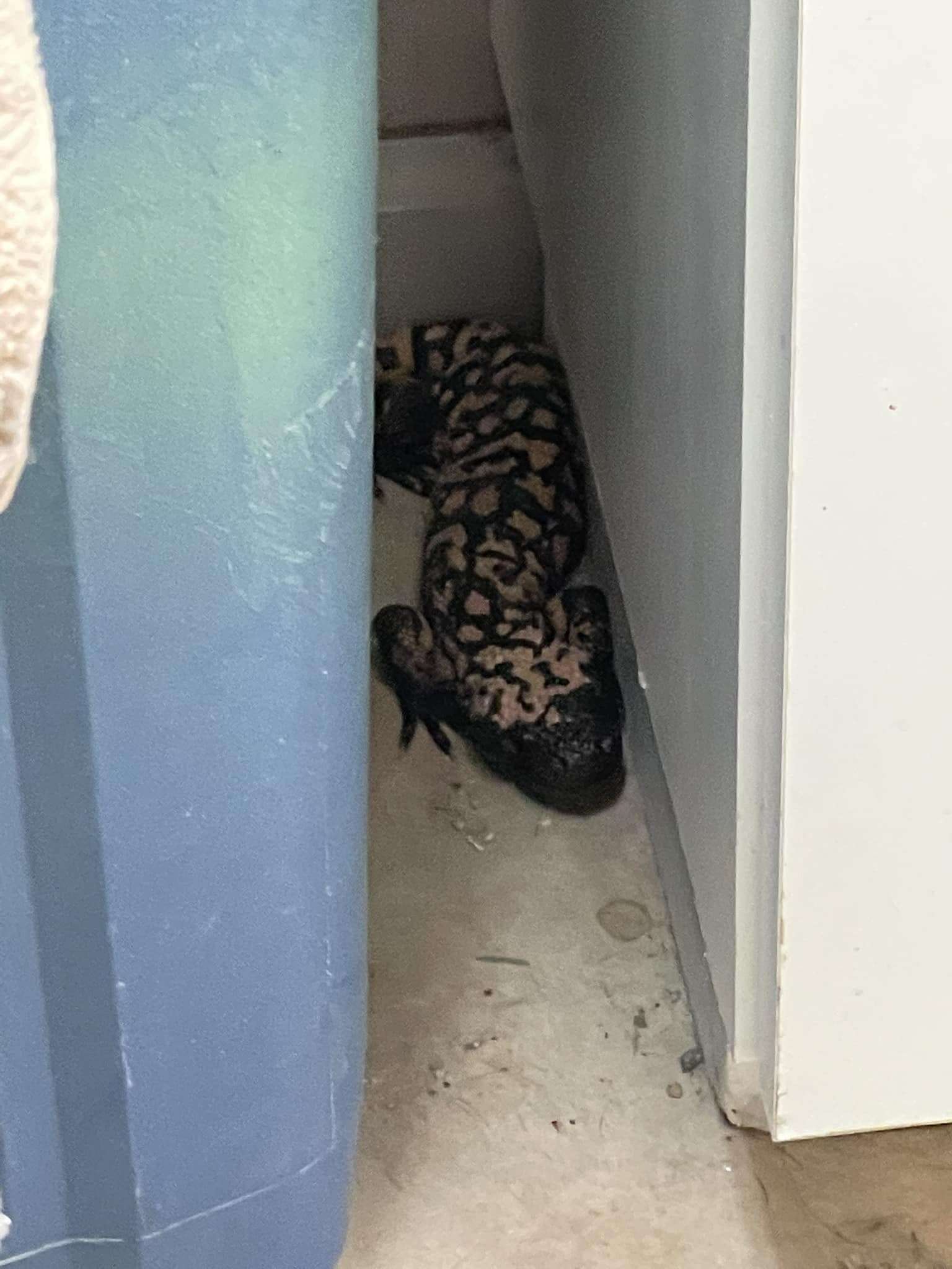 gila monster