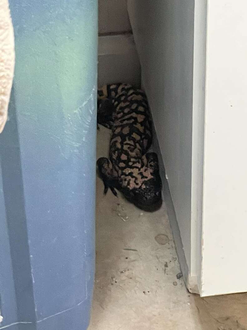 gila monster