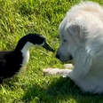 duck and dog touching noses