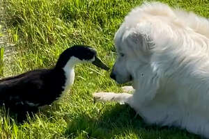 duck and dog touching noses