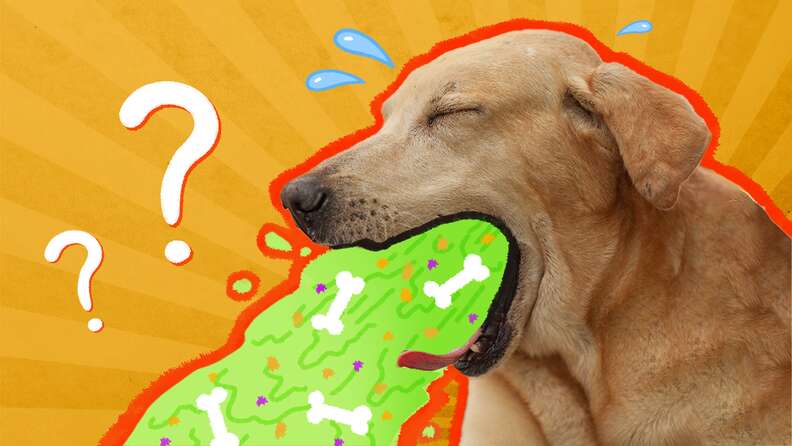 A dog vomiting cartoonish vomit