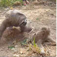 Heartbroken Mother Sloth Is Overjoyed To Reunite With Her Missing Baby