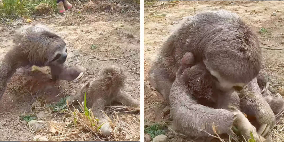 Heartbroken Mother Sloth Is Overjoyed To Reunite With Her Missing Baby - The Dodo