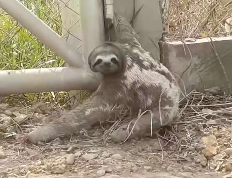 sad baby sloth