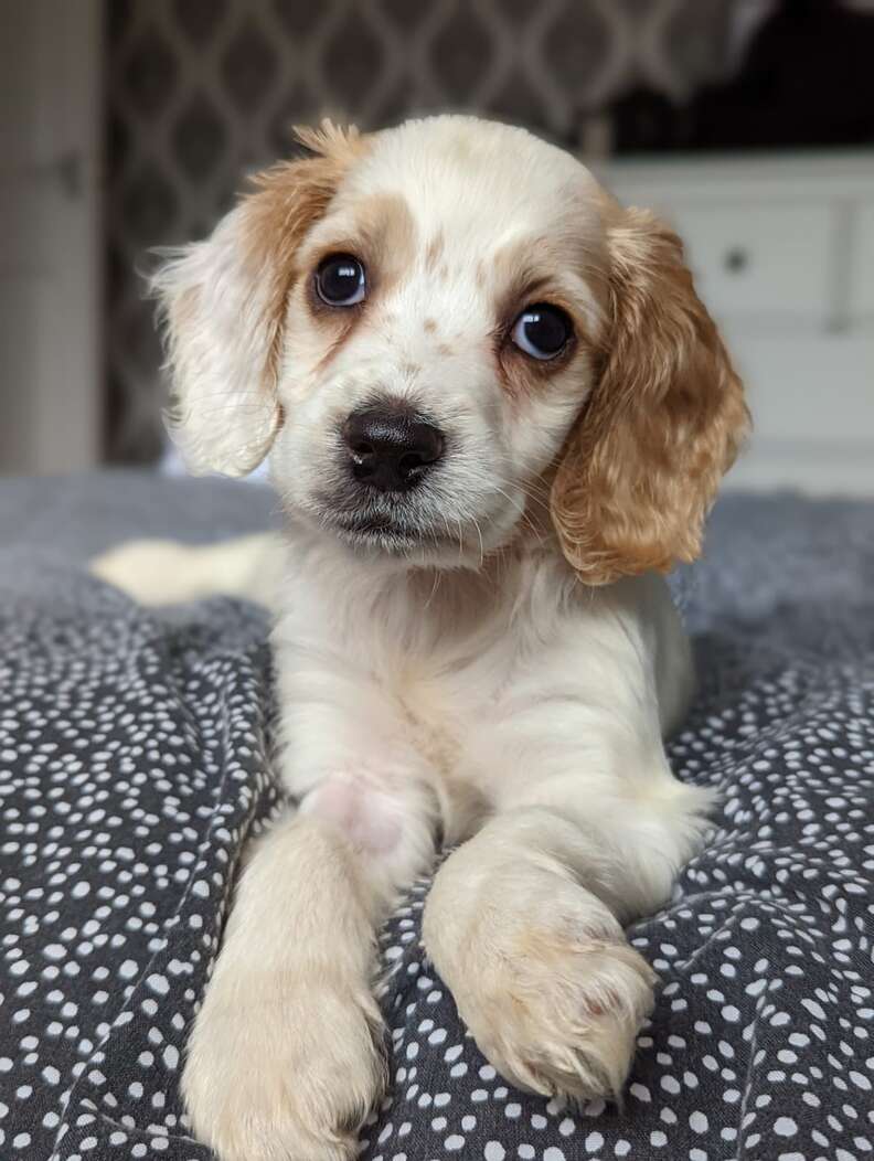 cute puppy