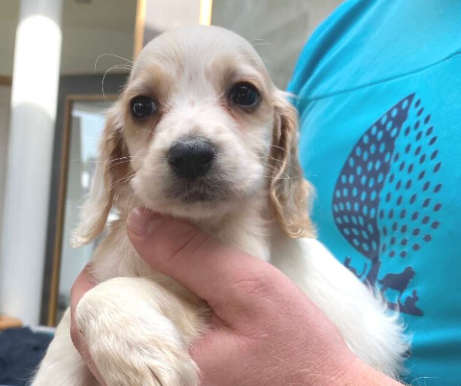 cute puppy