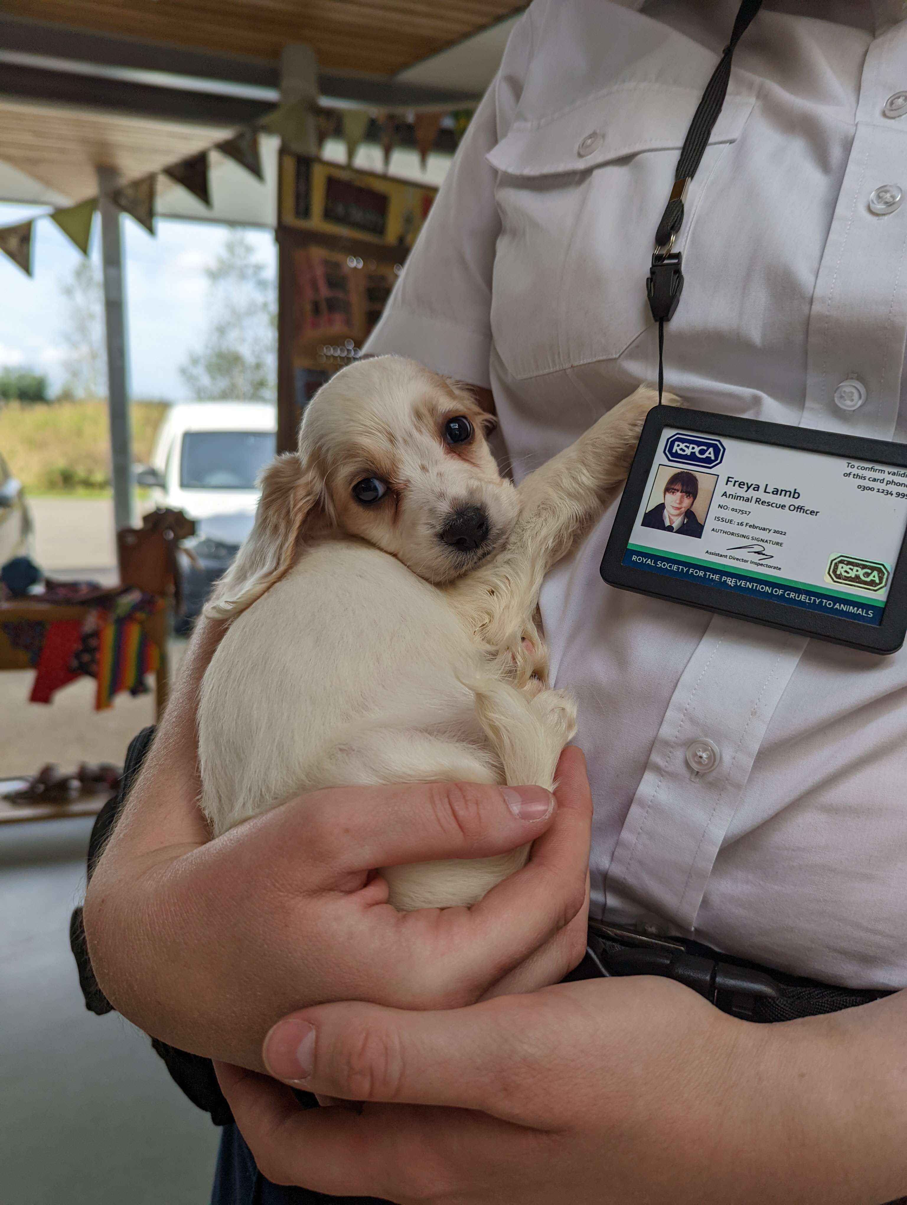 abandoned puppy