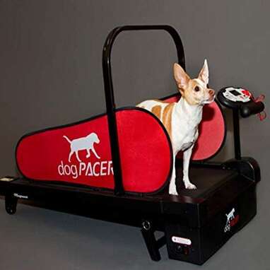 Best treadmill for discount dogs and humans