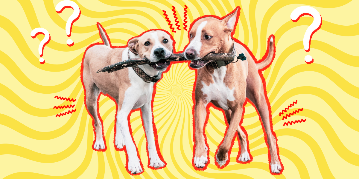 Littermate Syndrome Is It Real Or Just A Myth? DodoWell The Dodo