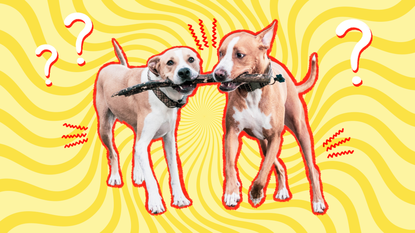 Littermate Syndrome Is It Real Or Just A Myth? DodoWell The Dodo