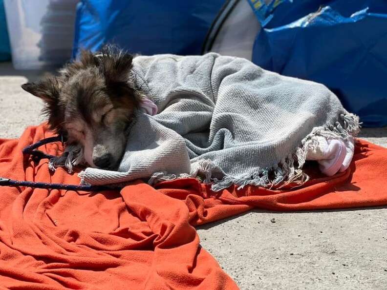 ukraine rescue dog