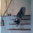 A dog mimics the way his mom walks down the stairs.