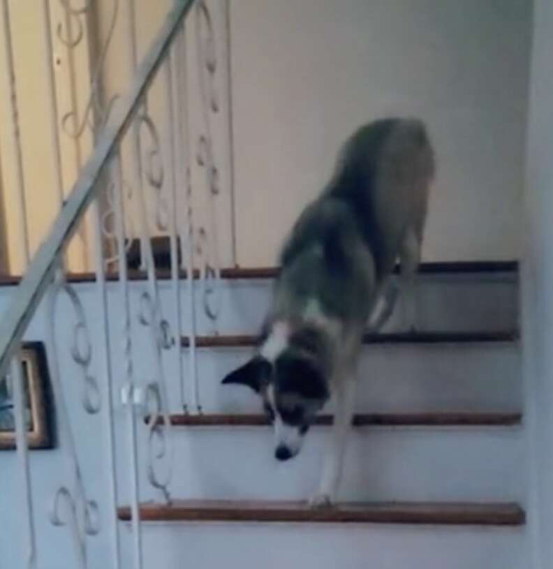 A dog mimics his mom after she walks down the stairs.