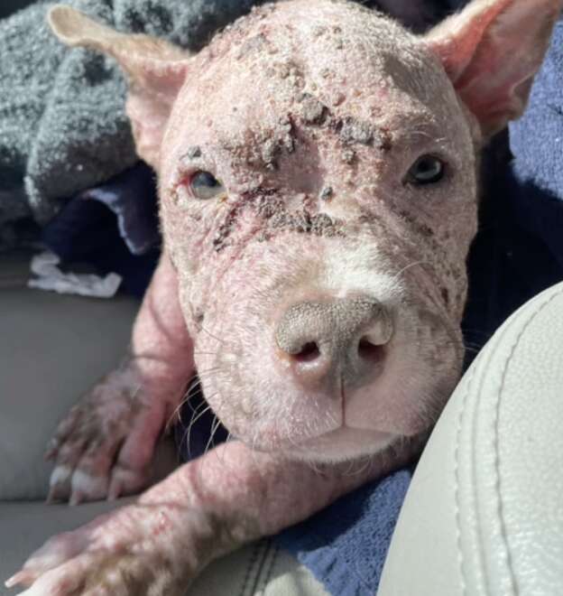 A puppy with a skin condition looks at the camera.