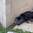 A stray cat waits for help outside a building.