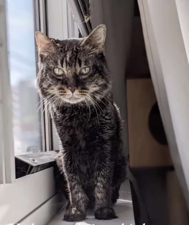 Capone poses for the camera while sitting on a windowsill.