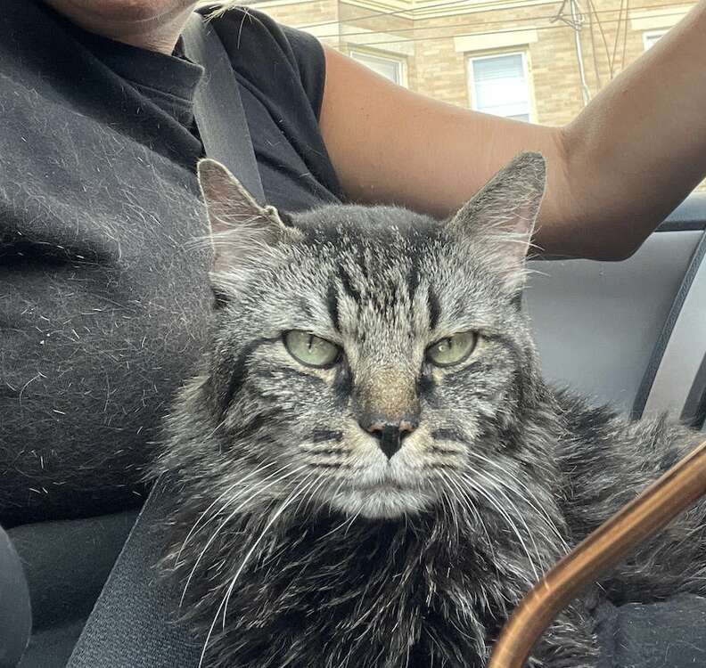 Licari rescues Capone and poses for a photo in the car.