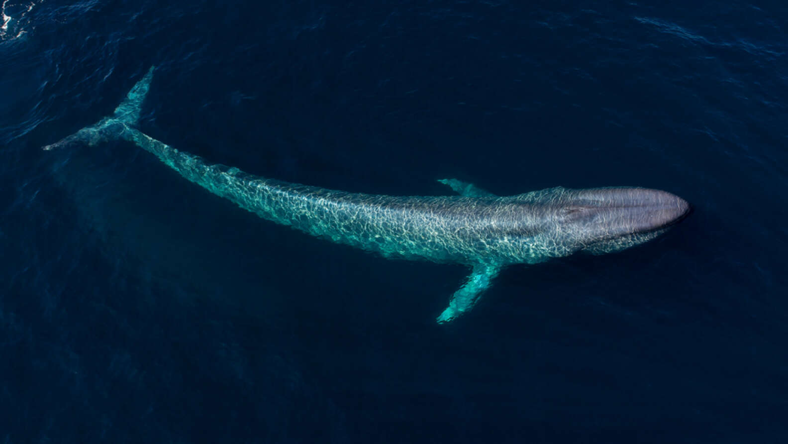 what is the most smallest sea animal in the world