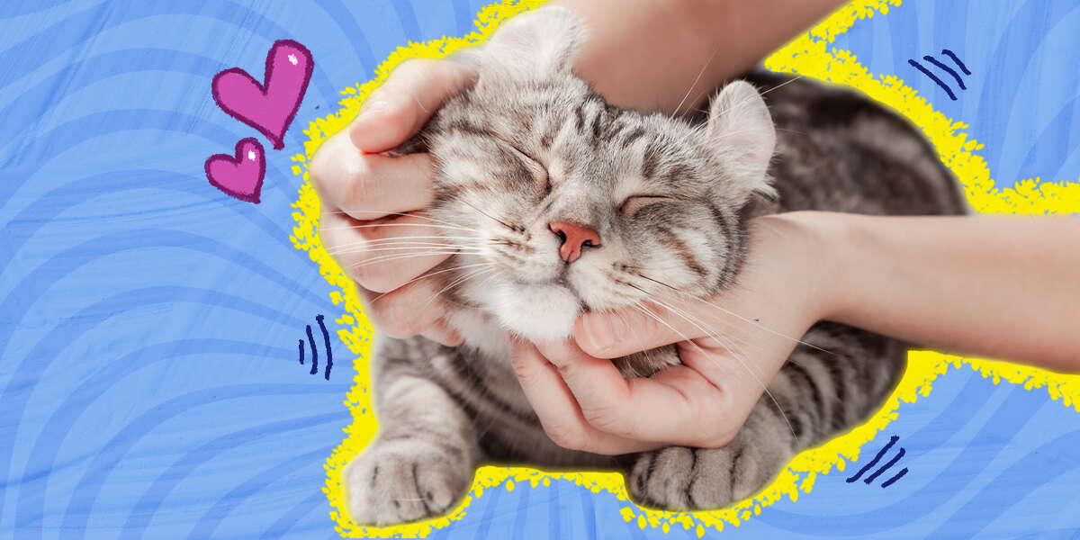 Where Do Cats Like To Be Pet? DodoWell The Dodo