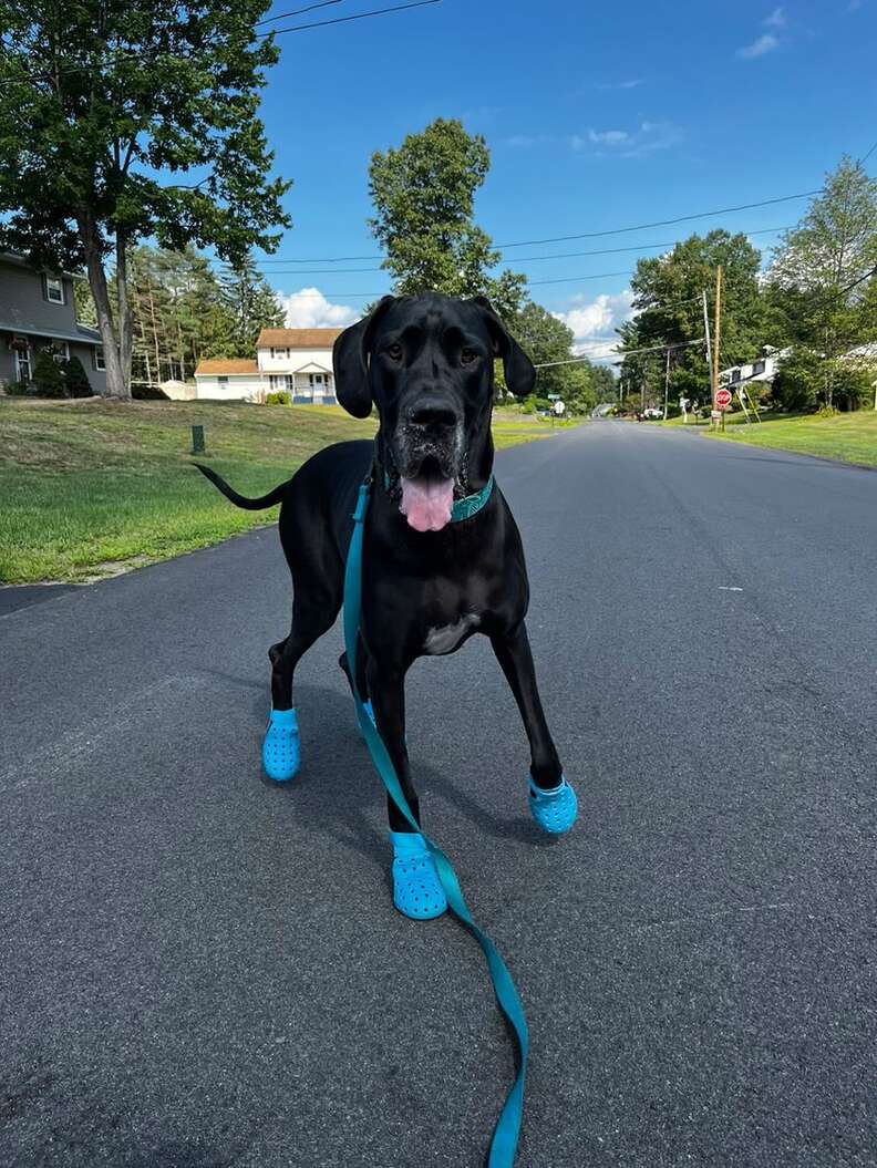 dog wearing crocs