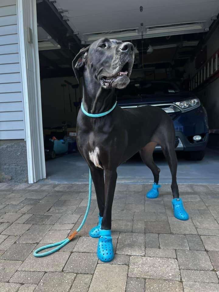 dog wearing crocs