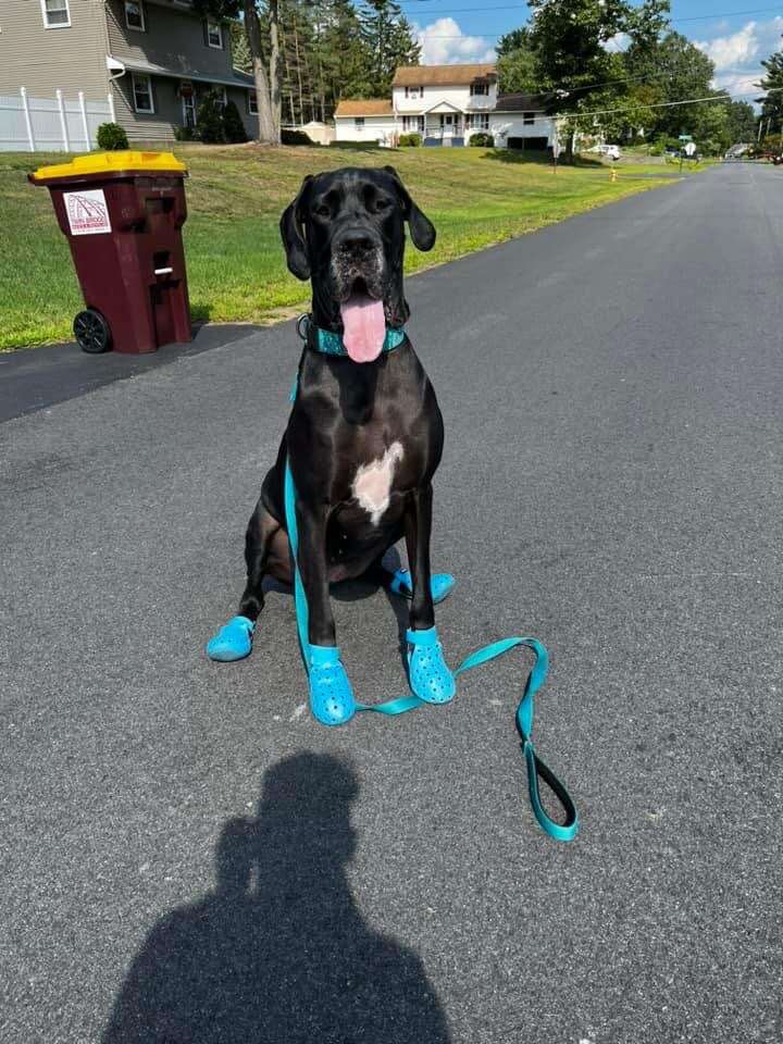 Giant Dog Obsessed With Wearing Crocs - The Dodo