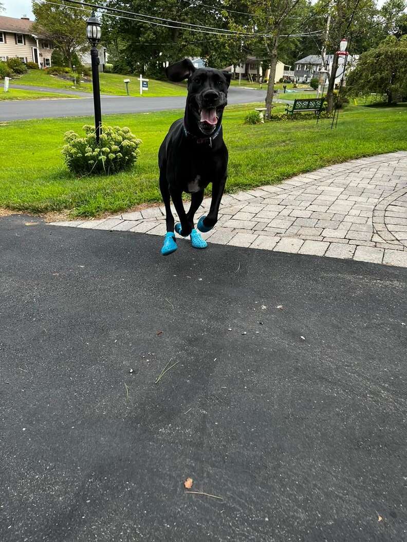 dog wearing crocs