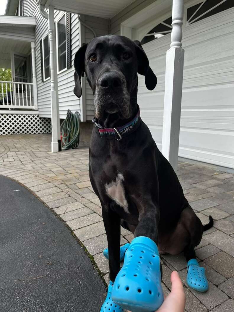 dog wearing crocs