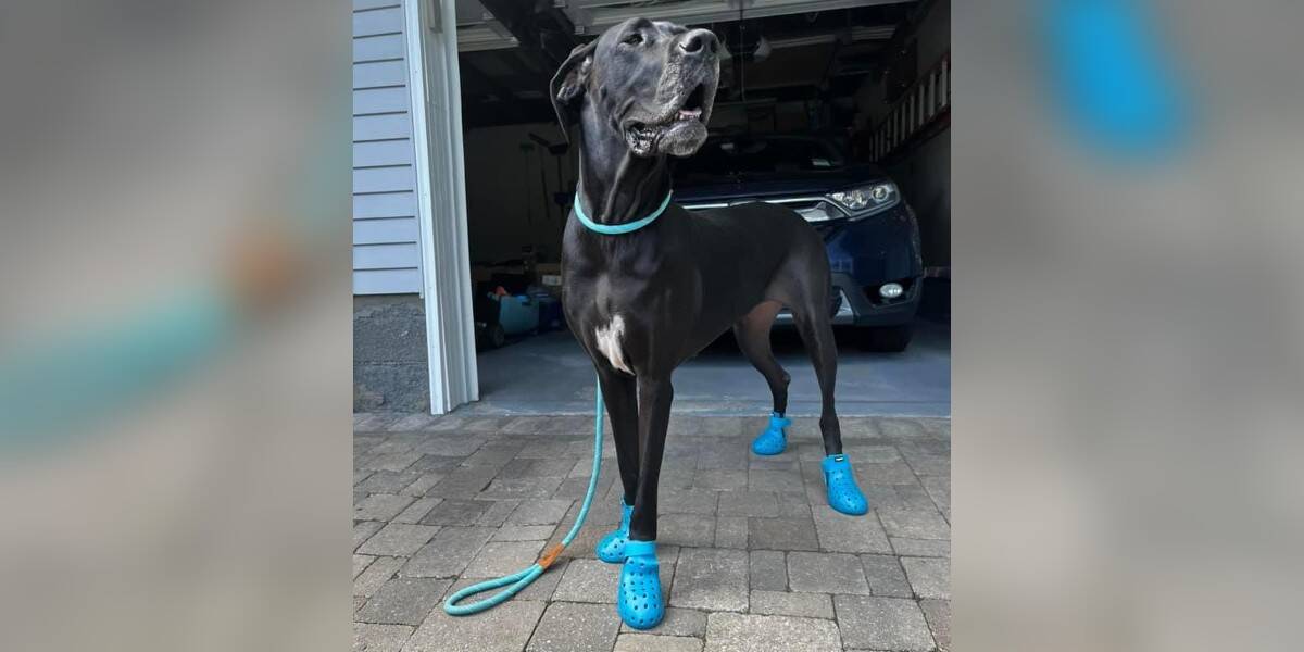 Giant Dog Obsessed With Wearing Crocs - The Dodo