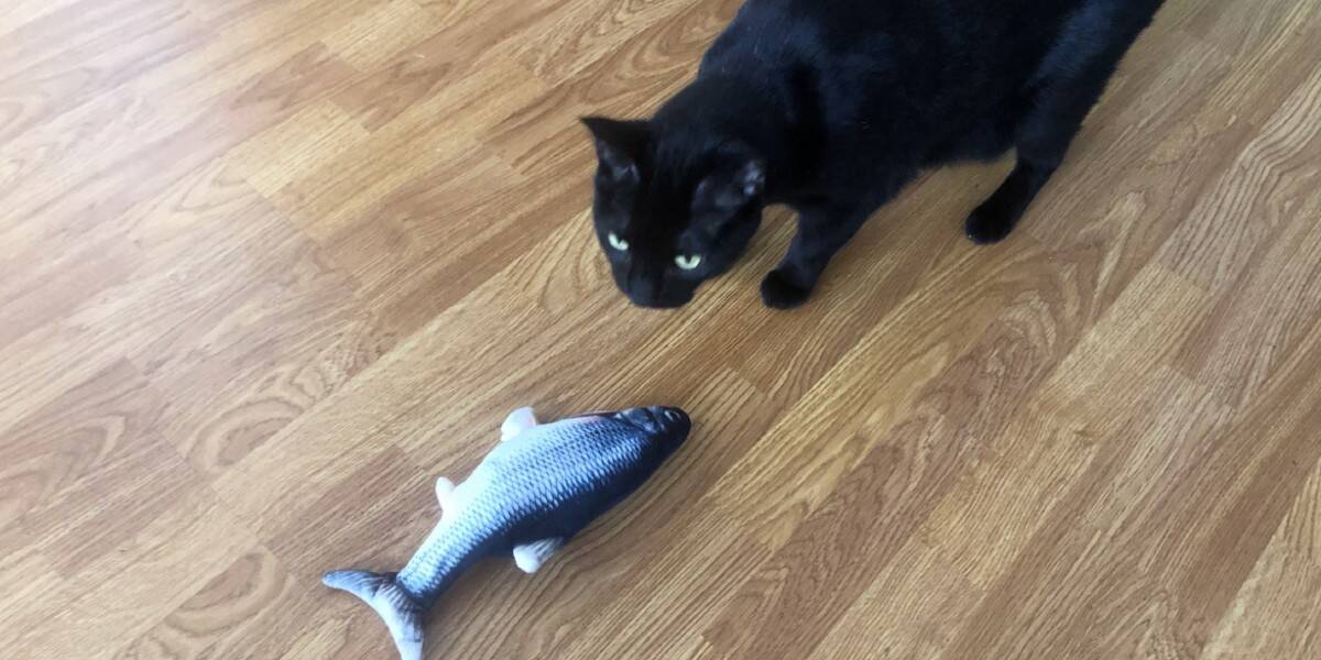 Stinky fish hot sale cat toy