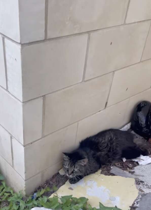 A cat waits for help next to a buidling.