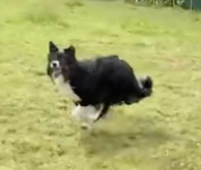 Jacko runs free in the yard.