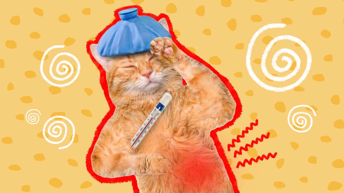 Pancreatitis In Cats