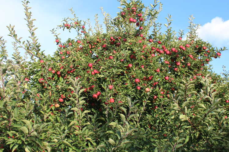 Masker Orchards