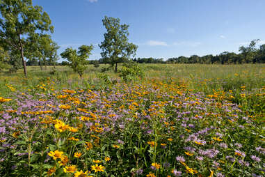 The Morton Arboretum