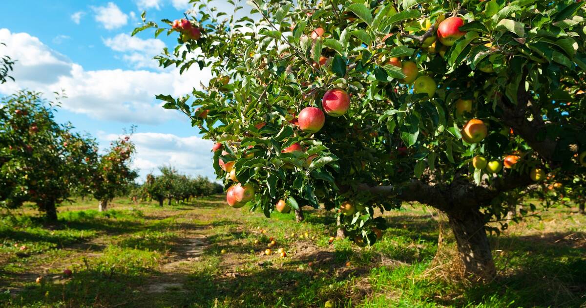 fall apple picking