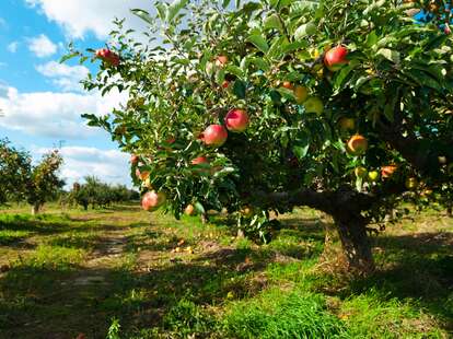 Apple Picking Farms and Orchards Near NYC - Thrillist