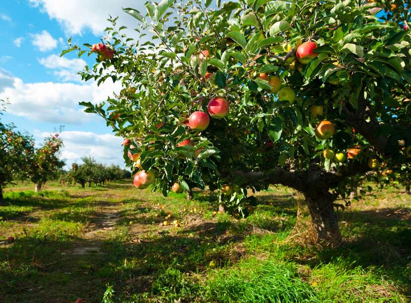 apple garden images