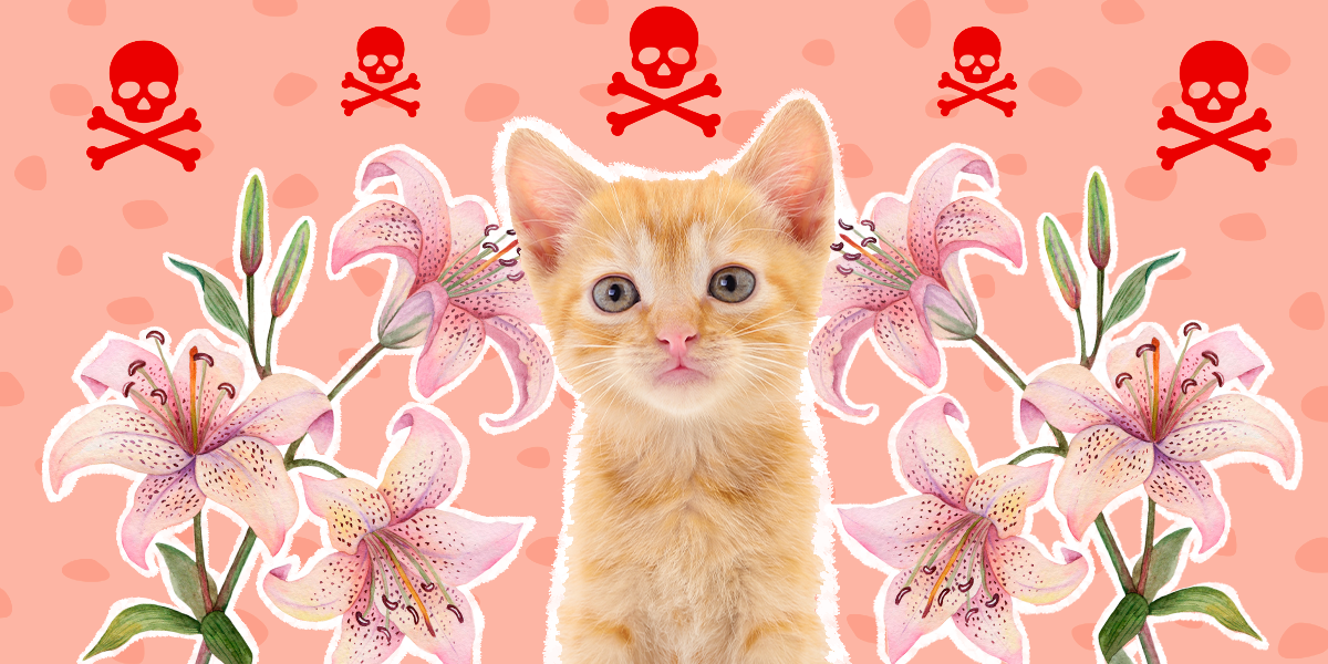 Are Lilies Poisonous To Cats? And Which Types Are Most Dangerous