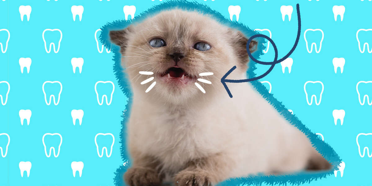 When Do Cats Lose Their Baby Teeth? Here’s What To Expect DodoWell
