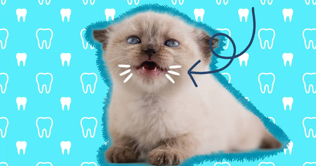 5 month old hot sale kitten losing teeth