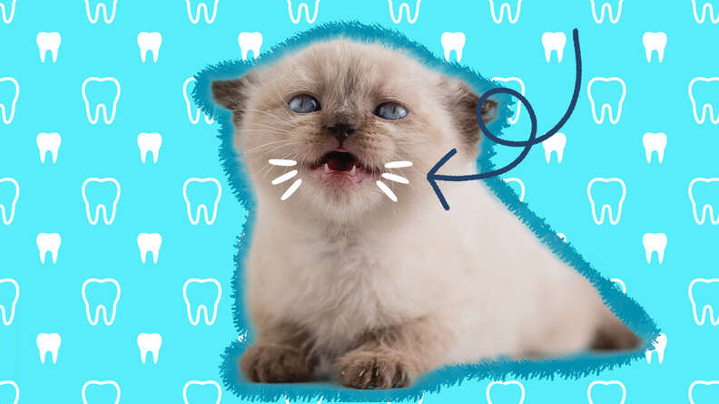 when do cats lose baby teeth