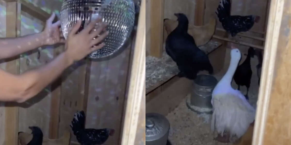 Woman Turns Chicken Coop Into Disco Party The Dodo