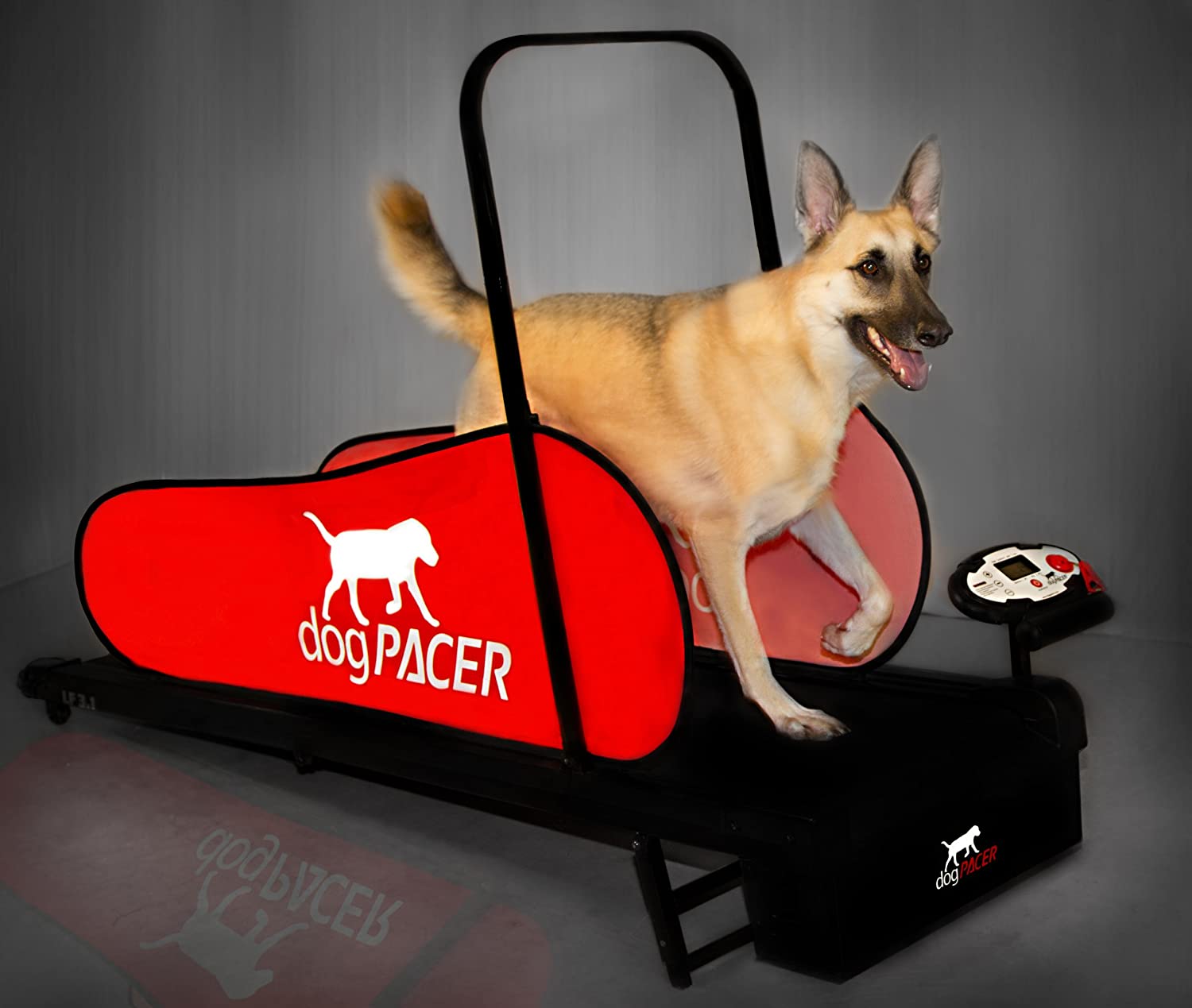 Top 3 Dog Exercise Equipment for the Summer; and Winter 